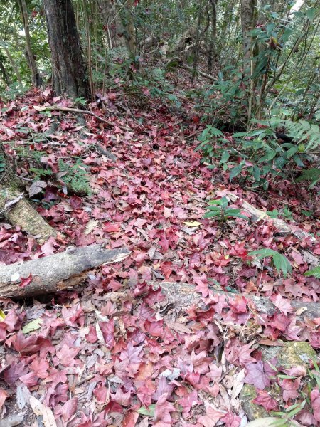 馬那邦山(小百岳#37)登山步道。點點楓紅 2020/12/131425315