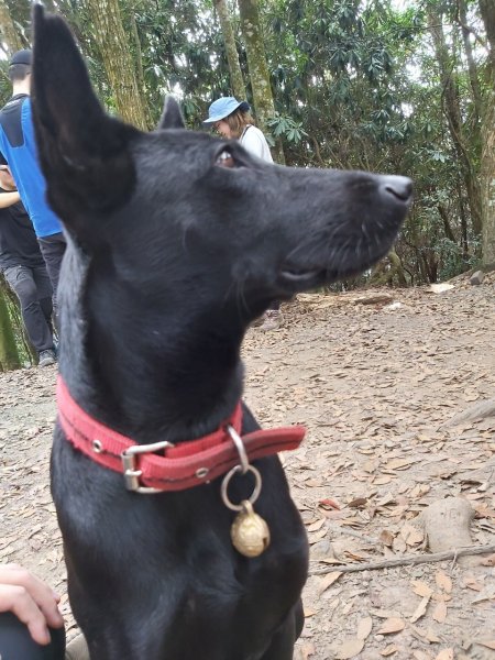 谷關七雄-白毛山2888271