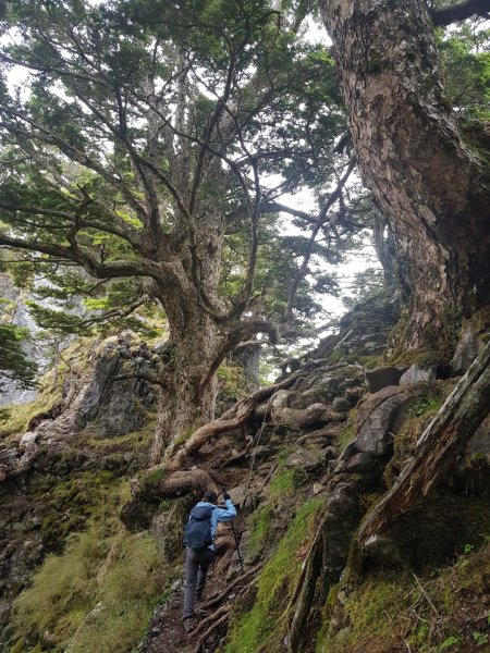 畢羊縱走-畢祿山羊頭山（百岳×9、10）1000570