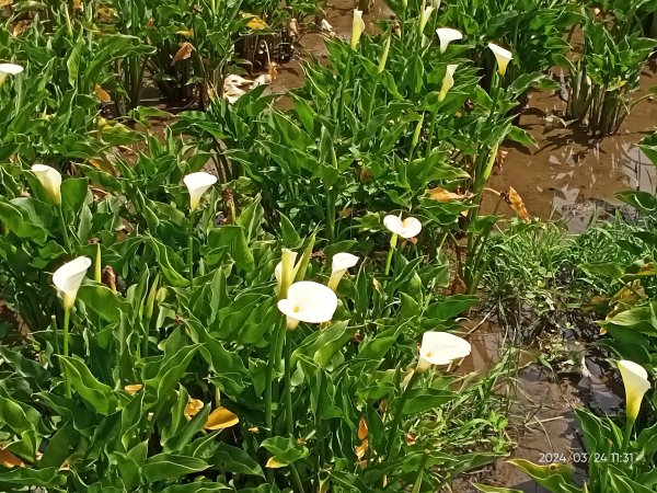 【發現陽明山】頂北投→陽峰古道→陽明山花鐘→陽明書屋→紫明溪步道→竹子湖海芋季2463823