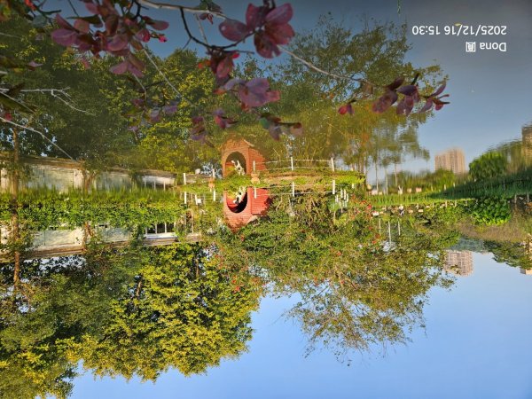 20251216太平山石門山小粗坑山O型+蕃薯藤TINA廚房2972648