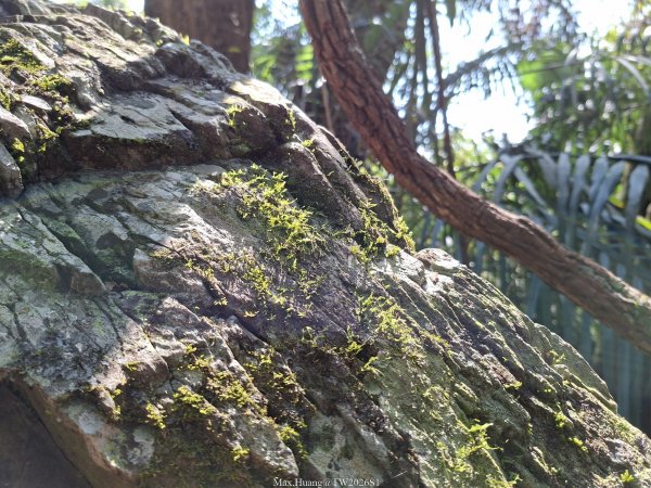 《台中》巨人之手｜雪山坑環線步道202603223021467