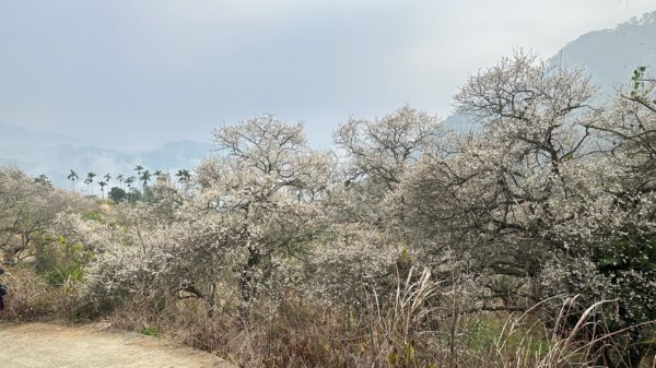 九份二山 集集大山 九尖賞梅2695247