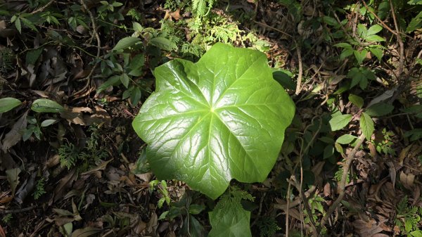 2025竹子湖海芋季美不勝收，最受歡迎的國家公園陽明山國家公園，親子皆宜，適合各式玩家2747605