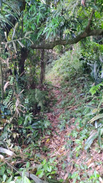 亞麻灣山(蘭花園)-->日湯真山-->鱈葉根山岔路口 (萬安古道)2042788