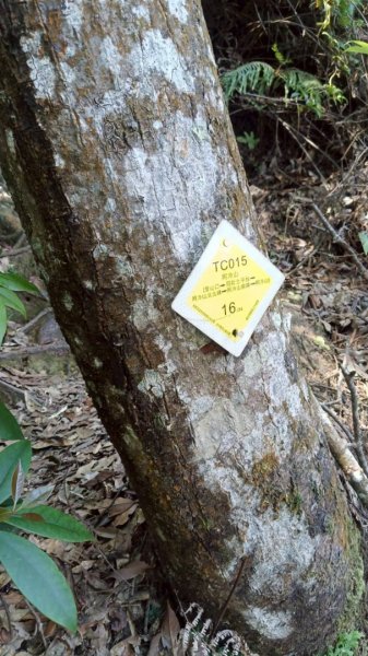阿冷山 谷關第八雄2877421