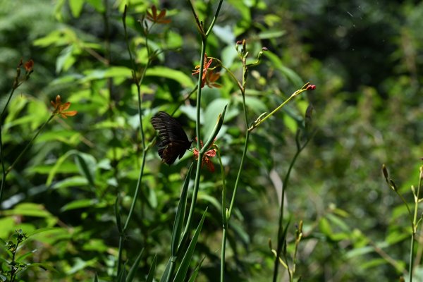 2025_0628 大羅蘭溪古圳步道(福山馬岸)2825232