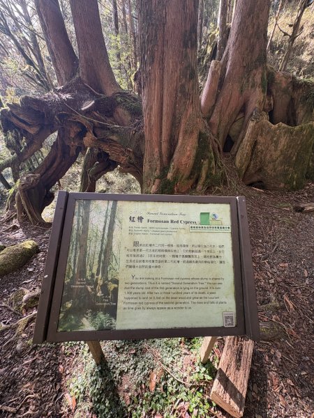 20251225塔山步道(大塔山)2970361