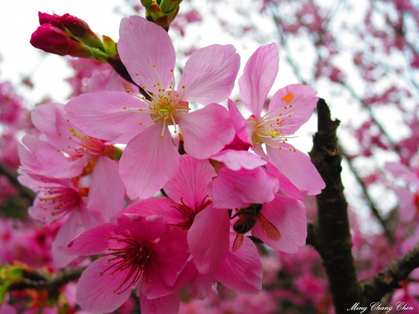 20150221~2015陽明山花季 行義橋情人瀑布 北投文物館~櫻花14487