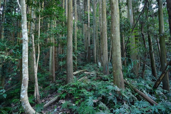 苗栗 泰安 洗水山2399061