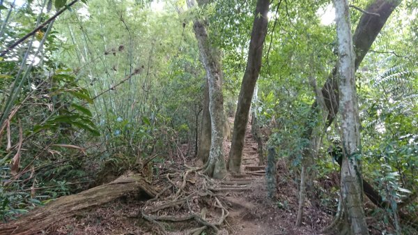 [慈湖]草嶺山-白石山-百吉隧道O型1143846