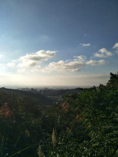 羊稠森林步道1917084