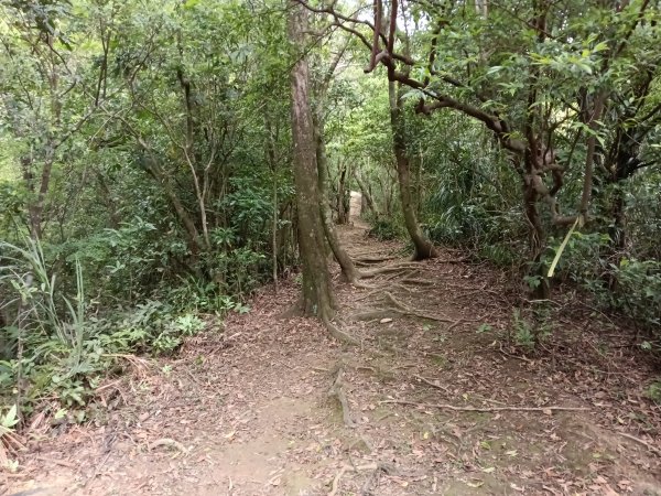 平溪區淡蘭山徑-平湖西步道+內平林山+東步道O型2769915