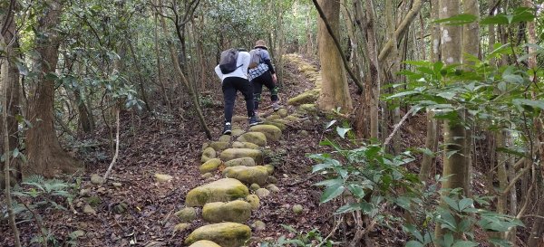 2024/12/28-蓮華山古道群：飛龍步道、進香古道、採茶古道、載熙古道2678889