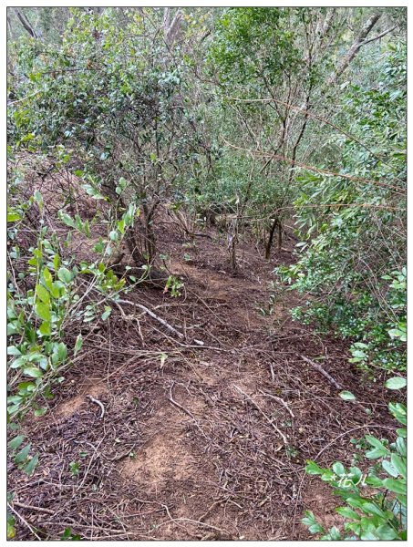 寶山迴龍步道、大統台山2705065