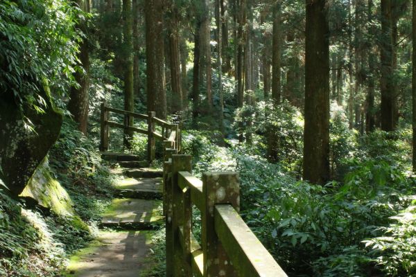 奮起湖步道194618