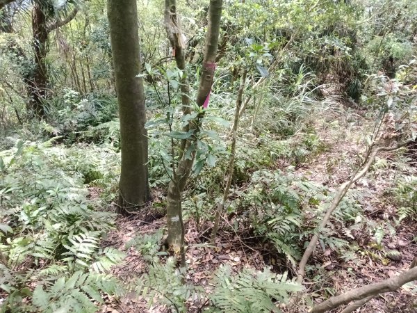 蛇子形古道+柴寮古道2754234