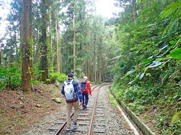 阿里山賞櫻順走得恩亞納O形2019322550397