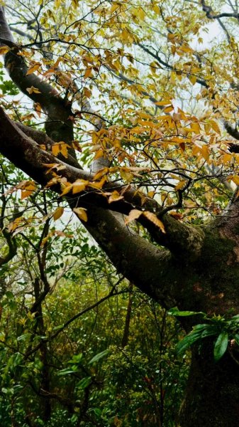 卡保石壁一葉蘭（耘夢谷上逐鹿山下O走）2809553