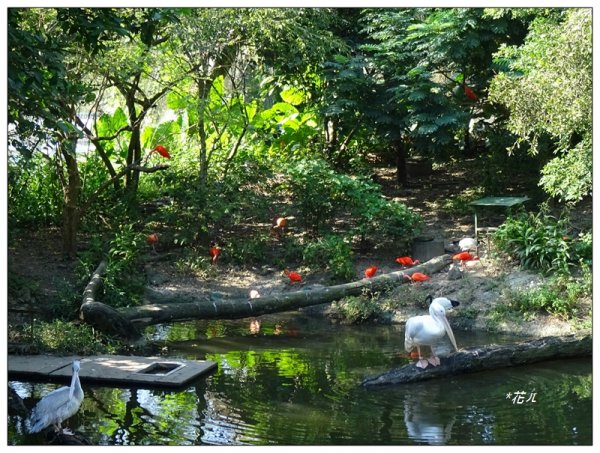 台北市動物園之旅1498047