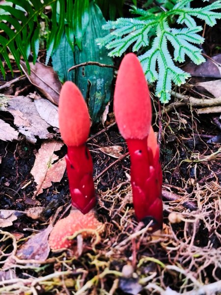 貴妃那結P 型縱走11310122621964