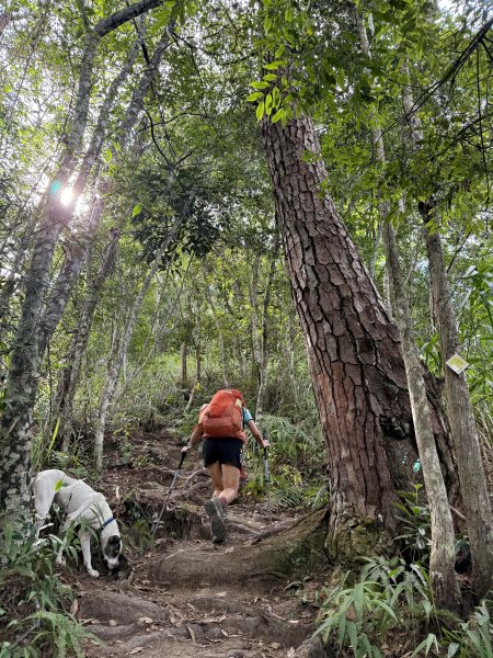 唐麻丹+蝴蝶谷O繞2887831