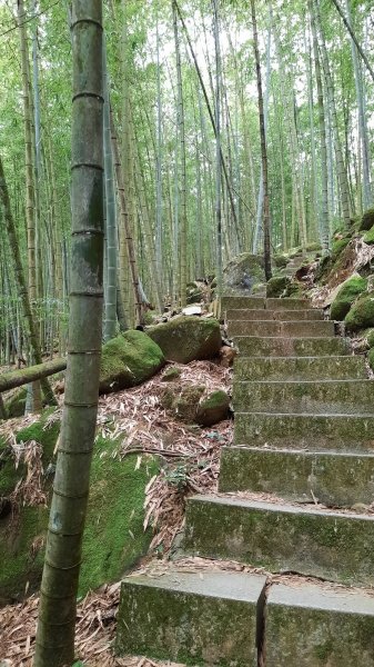 《南投》霧鎖銀杏林｜武岫農圃銀杏林觀景步道及長源圳古道202110231495772