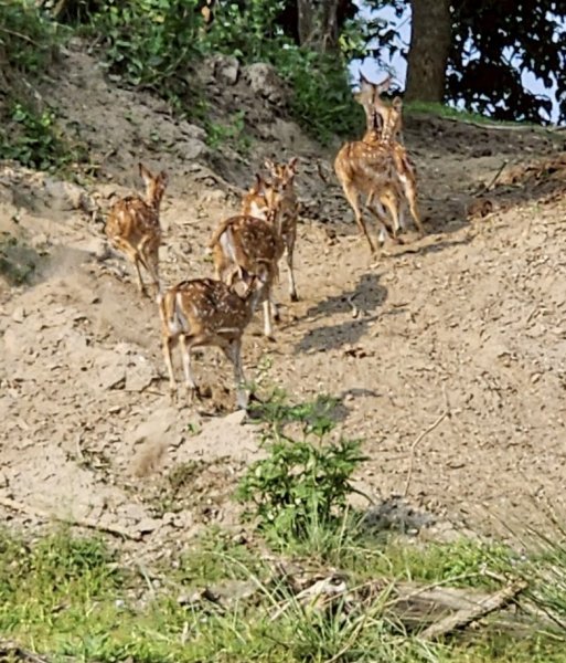 尼泊爾奇旺國家公園4天三夜2790899