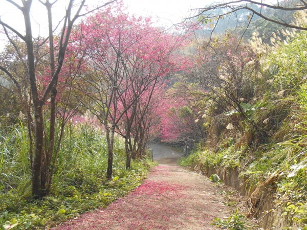 大崎棟古道的櫻花13211