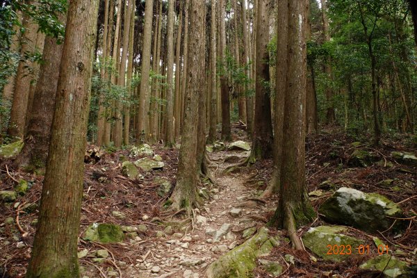 苗栗 南庄 加里山1979957