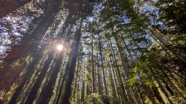 鳳凰山步道（溪頭）2838235
