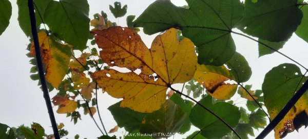 《苗栗》霧雨寒流｜三義三角山步道202512252969212