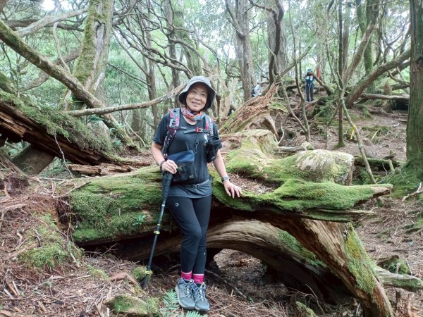 魔幻森林-塔曼山-202508102866569