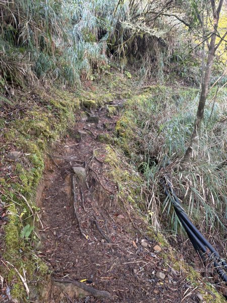 20251225塔山步道(大塔山)2970411