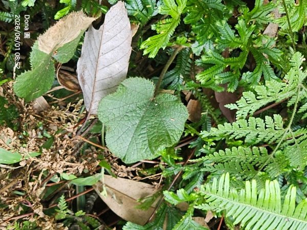 新店小百岳獅頭山+古蹟遺址O走3071941