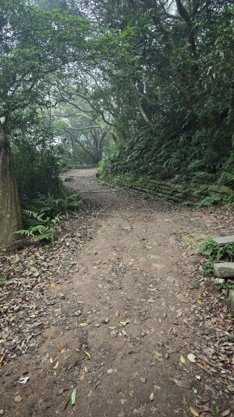 2025-0505 觀音山土路追桐花+牛港稜步道2781377