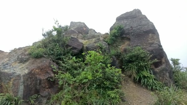 瑞芳區金瓜石地質公園-大粗坑古道(大粗坑山+小金瓜露頭)-樹梅坪-百二崁古道-金瓜石地質公園步道O型3055295
