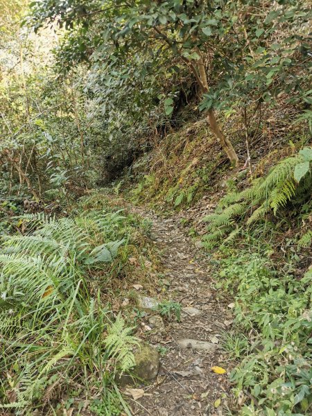 步道巡訪員│鳥嘴山步道 1 月巡訪日誌810576