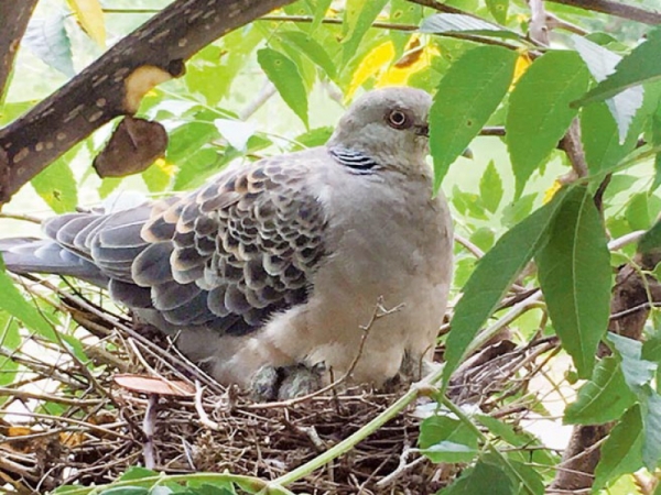 【新聞】金背鳩鳥產子全紀錄 雪霸紅外線監控