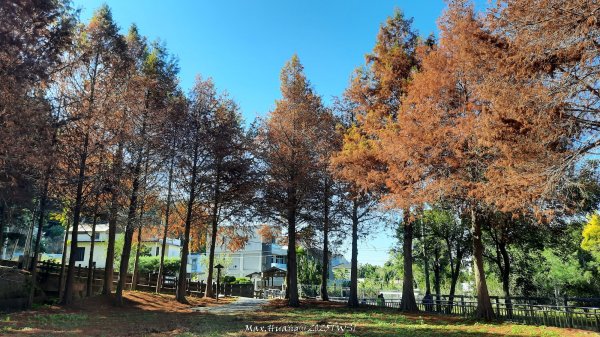 《台中》落雨松季｜石岡挑物古道O繞下情人木橋202501122687606