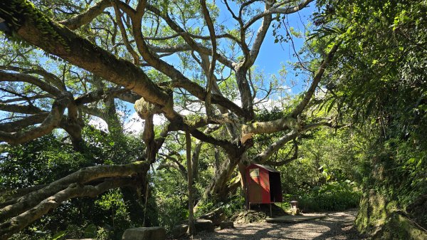 微笑山線大棟山系405高地＋百年大榕樹段，經典路線樹鶯縱走，串連青龍嶺、大同山等山峰2848379