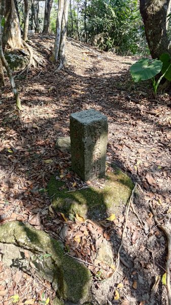 西阿里關山3033627