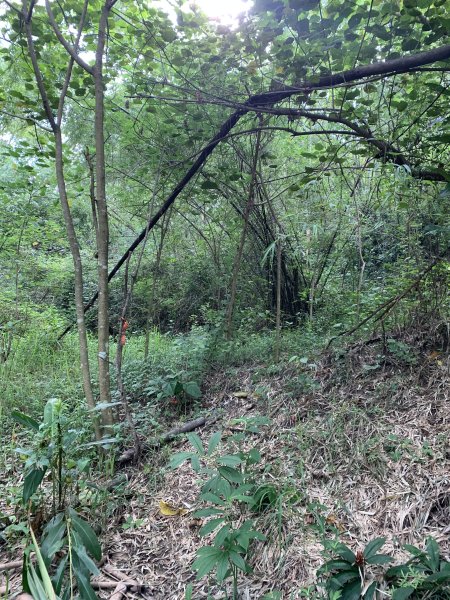 20250830高雄新鳥山2877045