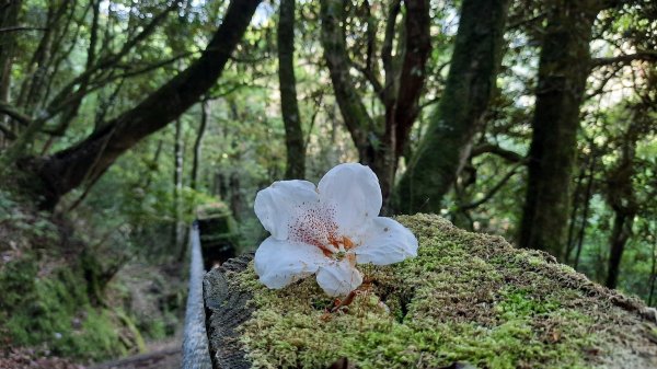 《南投》溪頭四姝｜杉林溪杜鵑林步道環金柑樹山O型202204301695394