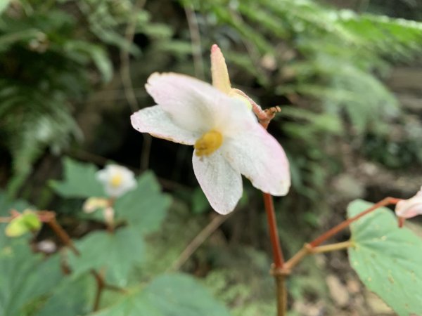 20251010高雄尾寮山-西北峰2913647