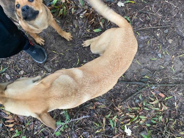 苗栗三義-三員縱走2616440