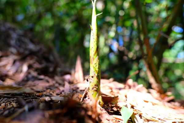 手腳並用..五寮尖山350610