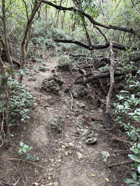 20251129大山母山步道2951877