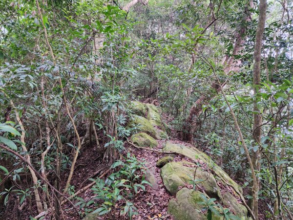 20231203茶園坪山至橫屏背山來回（蕃婆石山放棄）2419151