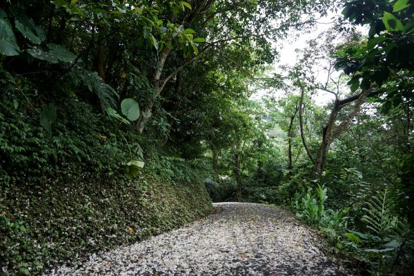 六寮古道&獅山古道O形環走319310